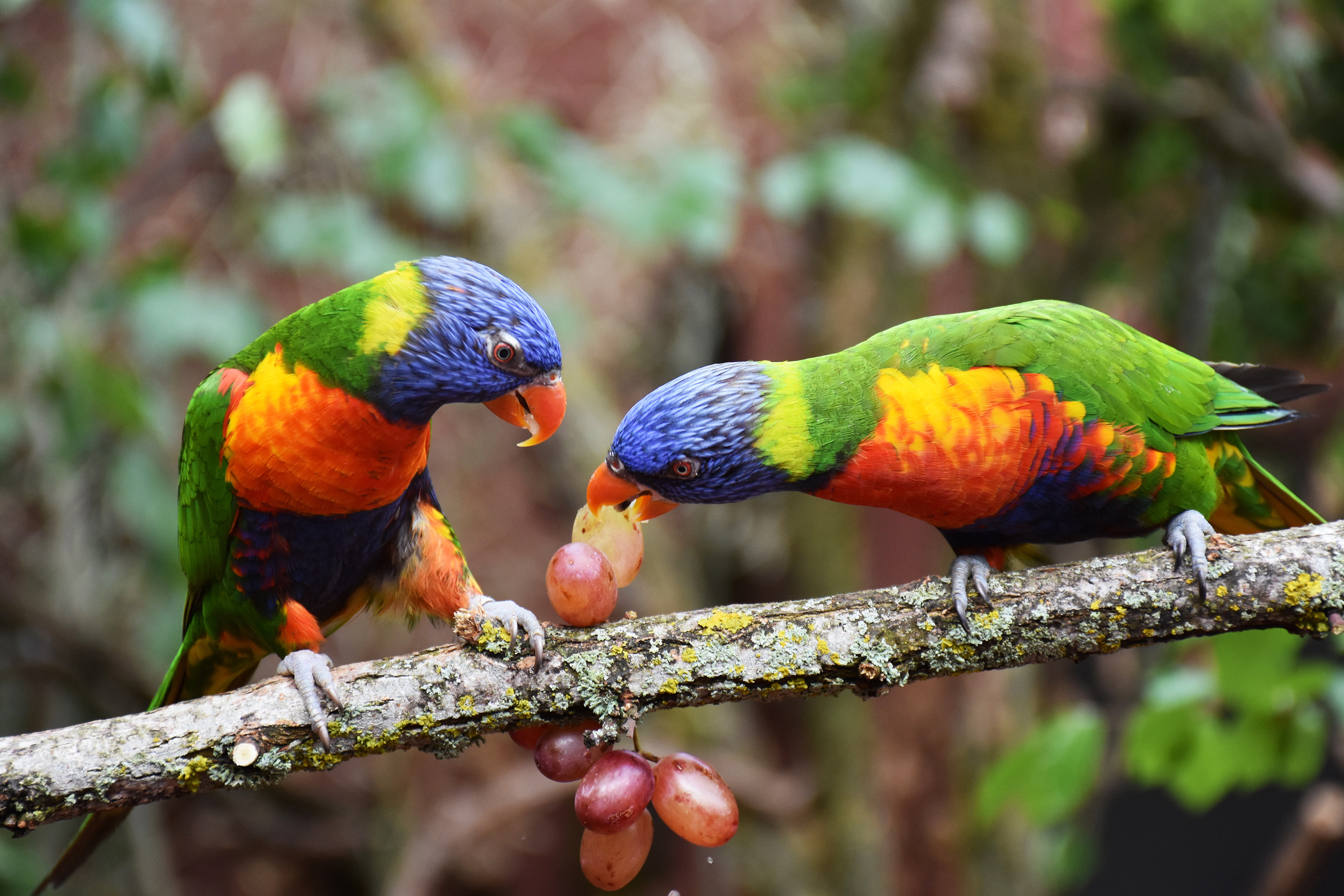 Allfarbloris, Zoo, Zürich. Foto: Pascal Turin